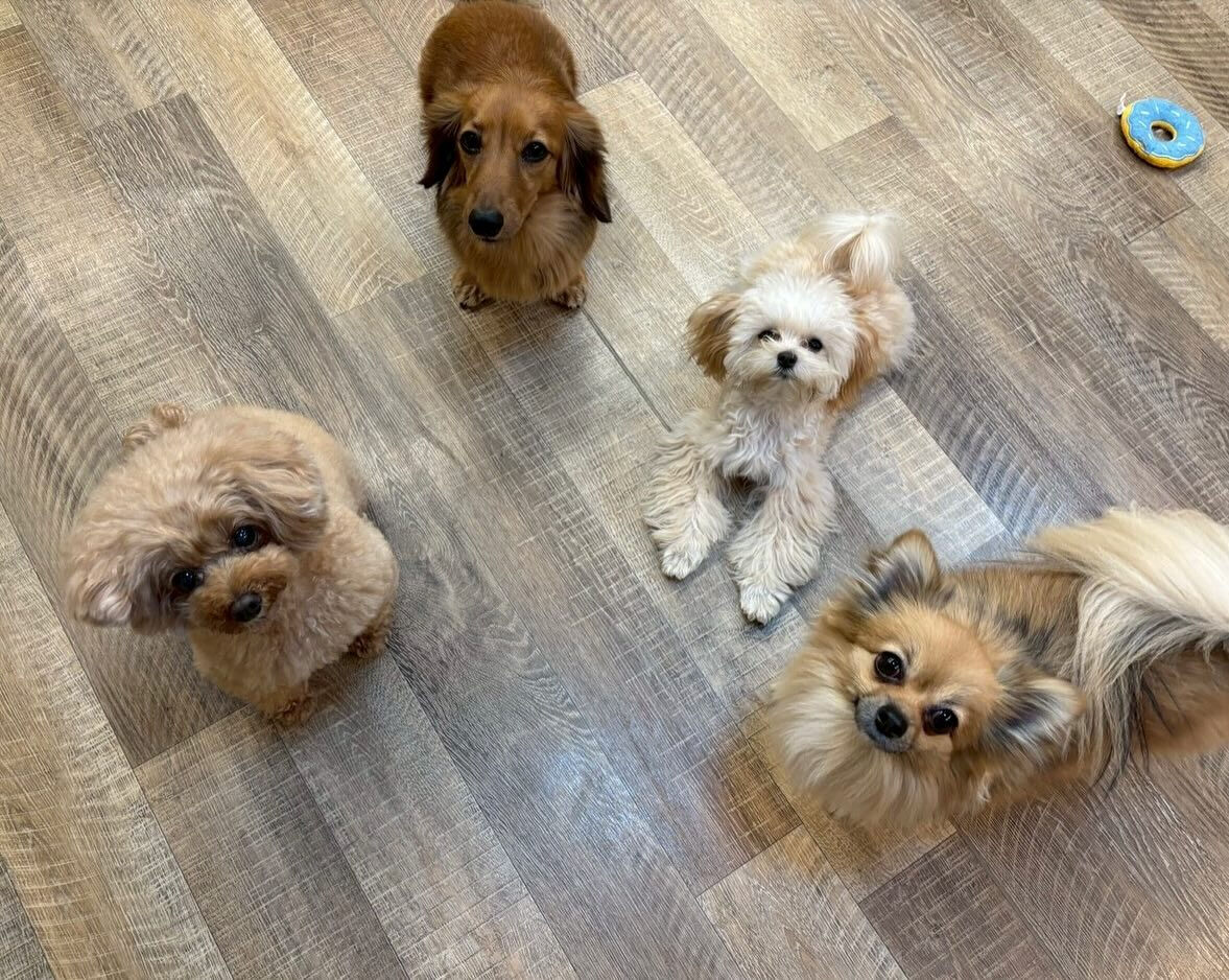 本日の幼稚園、park、ホテルのご様子です🐶