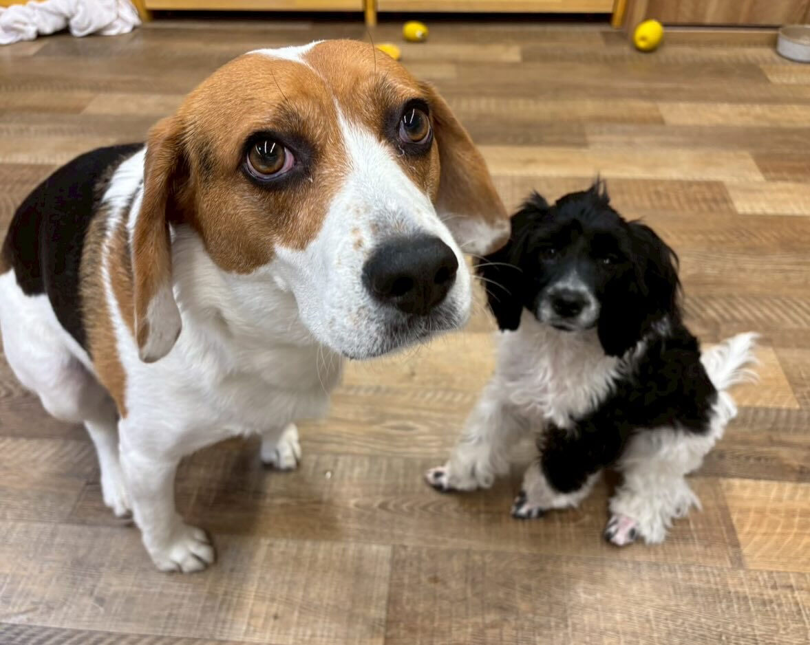 本日の幼稚園、park、ホテルのご様子です🐶