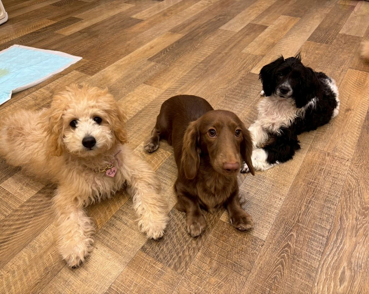 本日の幼稚園、park、ホテルのご様子です🐶
