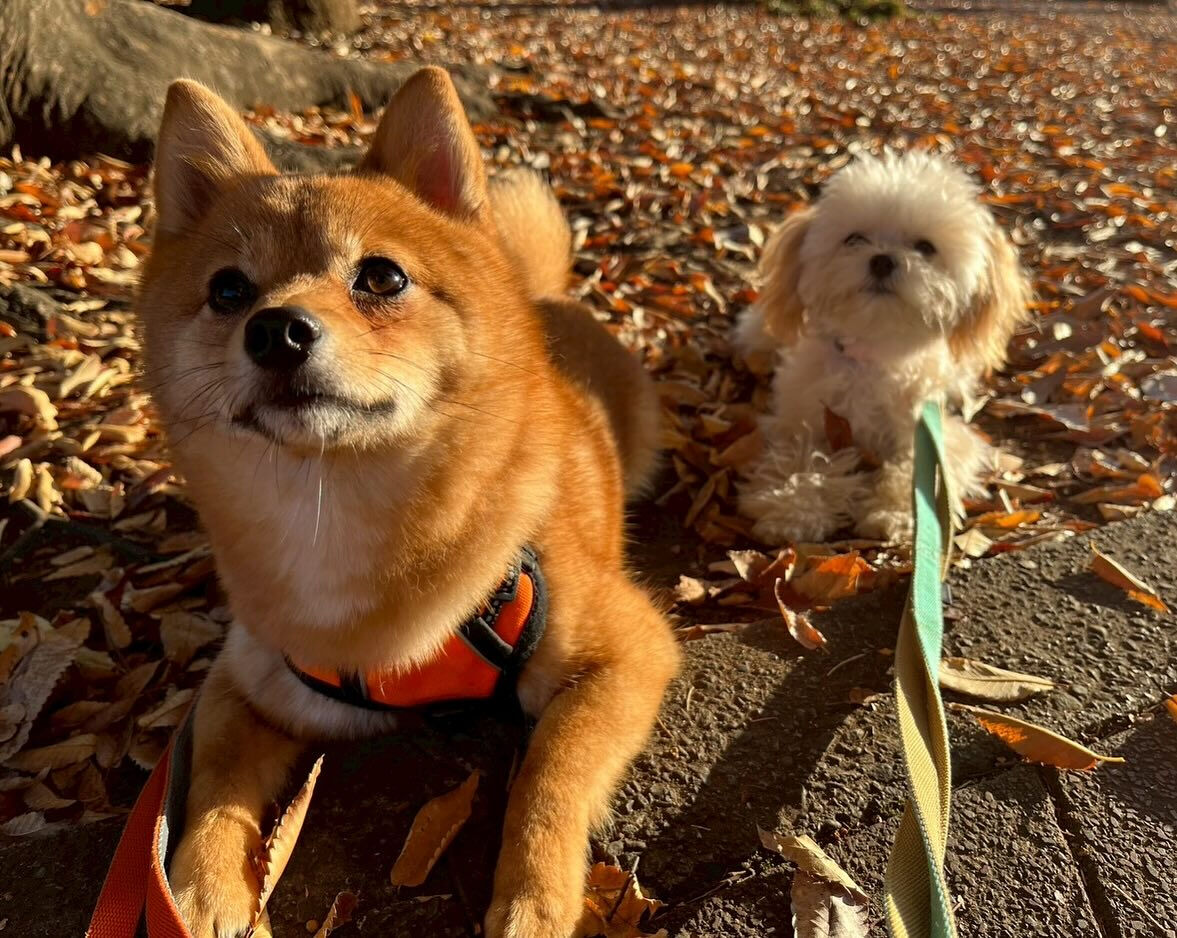 本日の幼稚園、park、ホテルのご様子です🐶