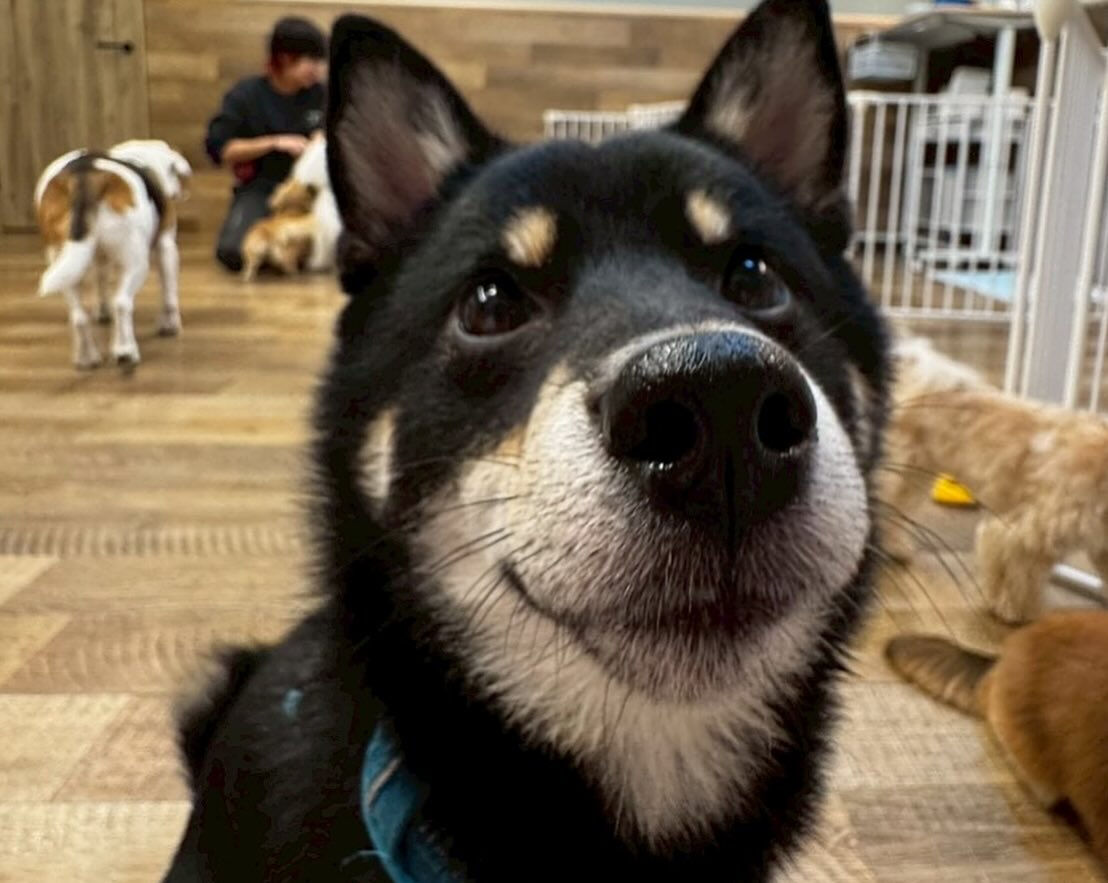 本日の幼稚園、park、ホテルのご様子です🐶