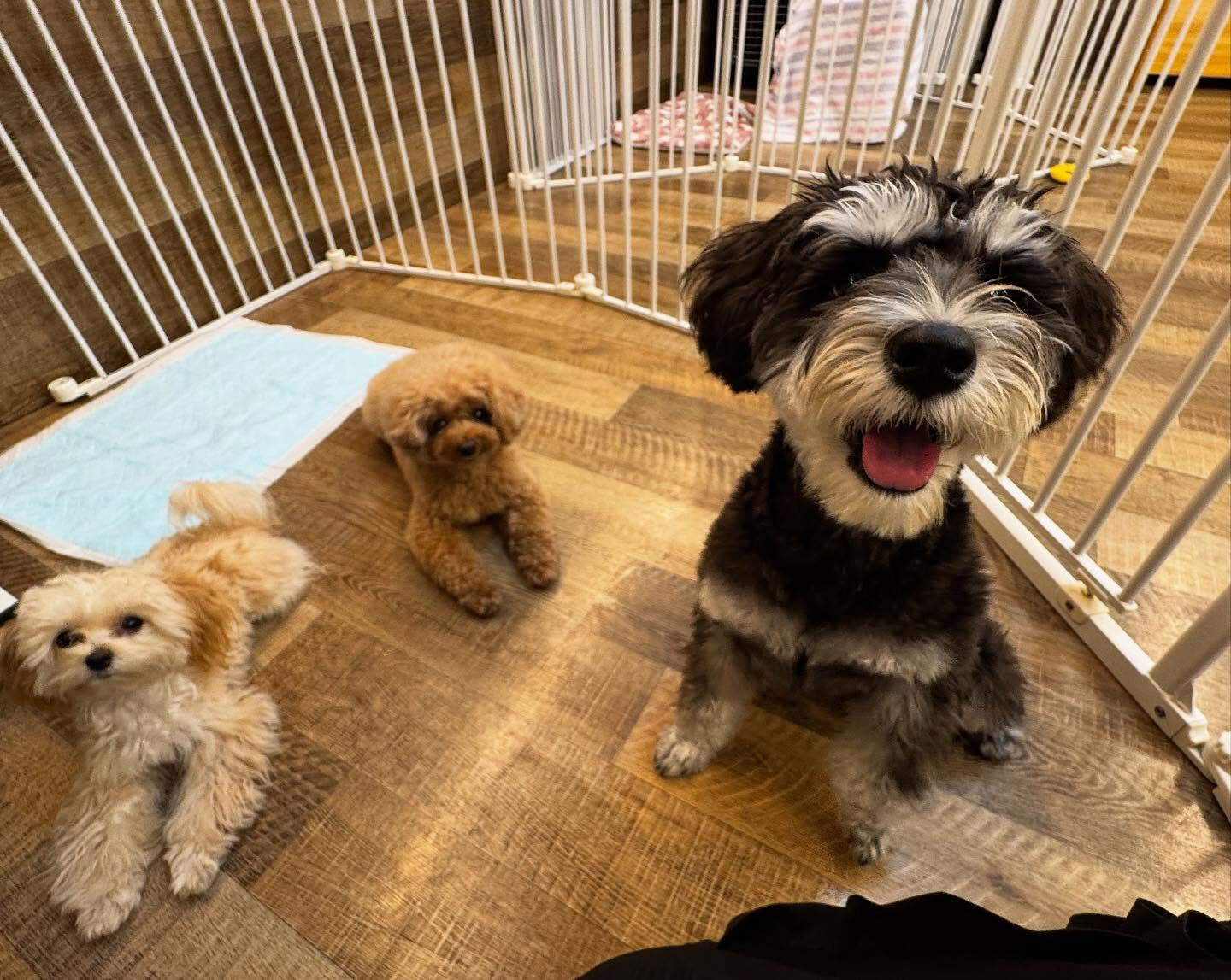 本日の幼稚園、park、ホテルのご様子です🐶