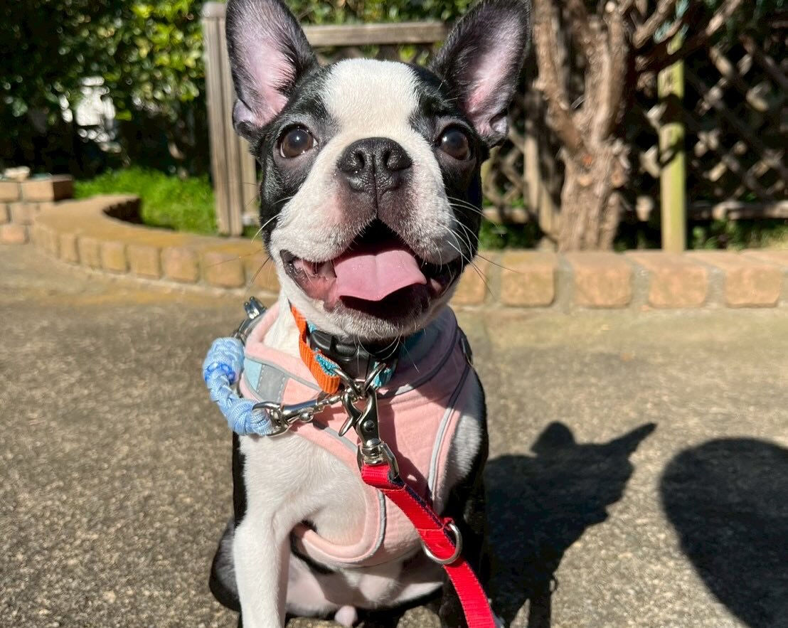 本日の幼稚園、park、ホテルのご様子です🐶