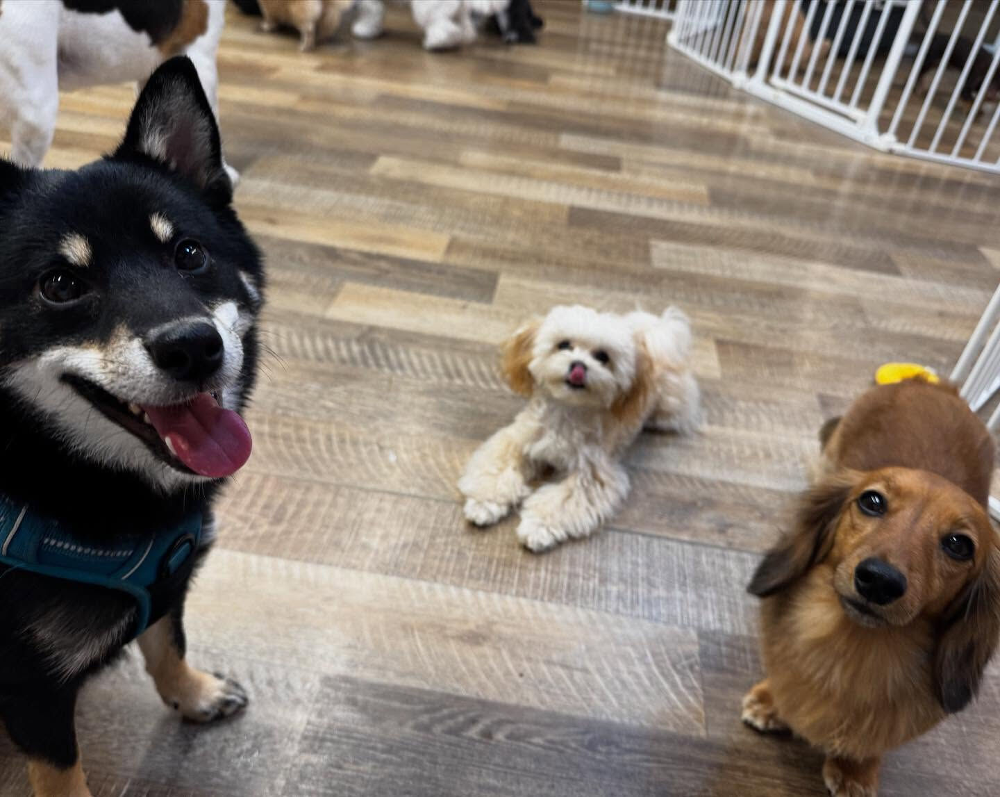 本日の幼稚園、park、ホテルのご様子です🐶