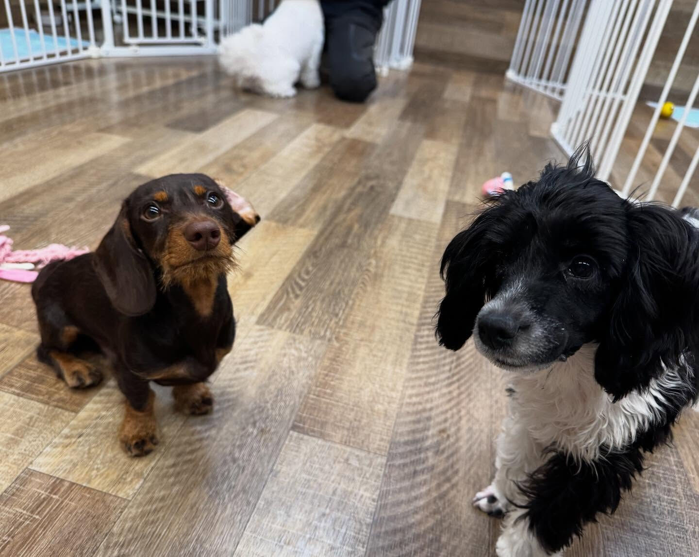 本日の幼稚園、park、ホテルのご様子です🐶