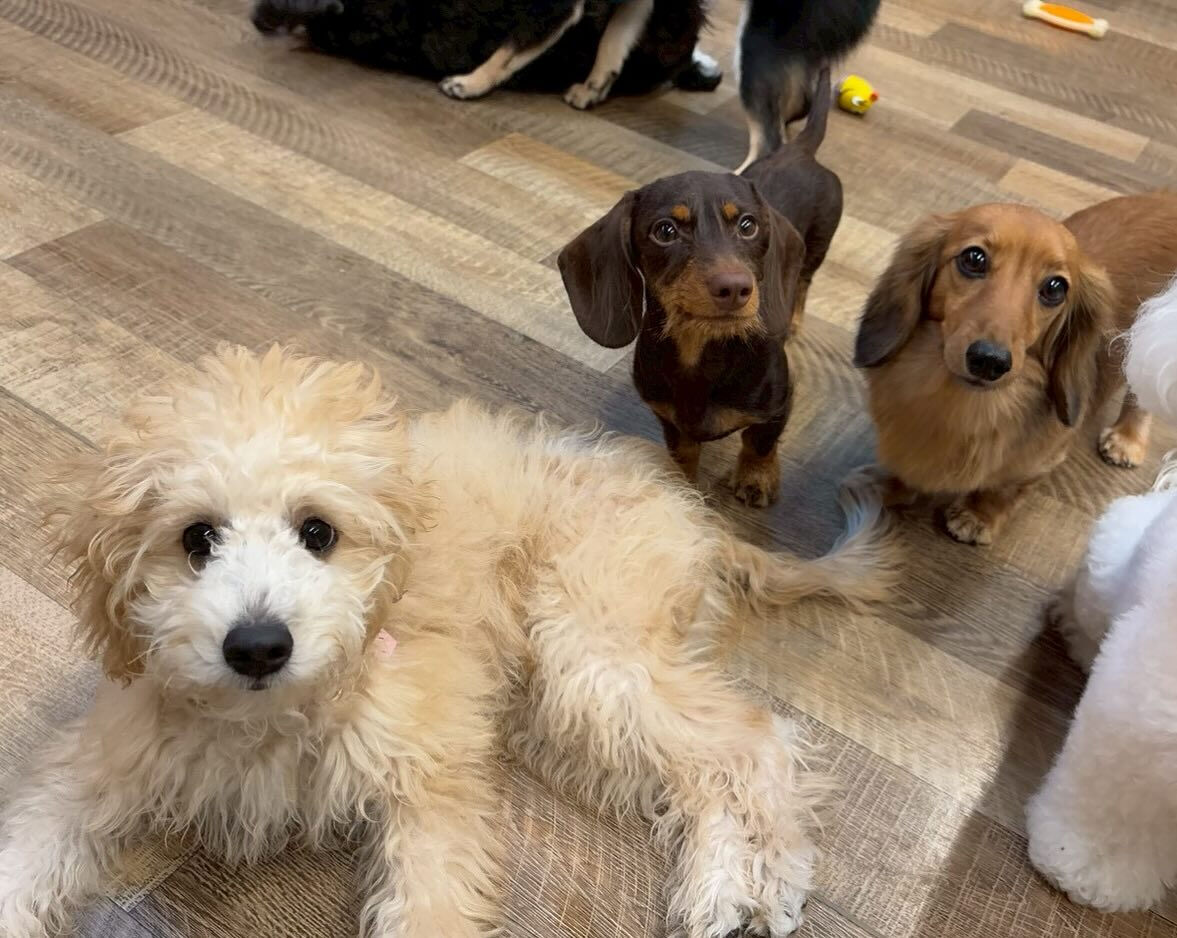 本日の幼稚園、park、ホテルのご様子です🐶