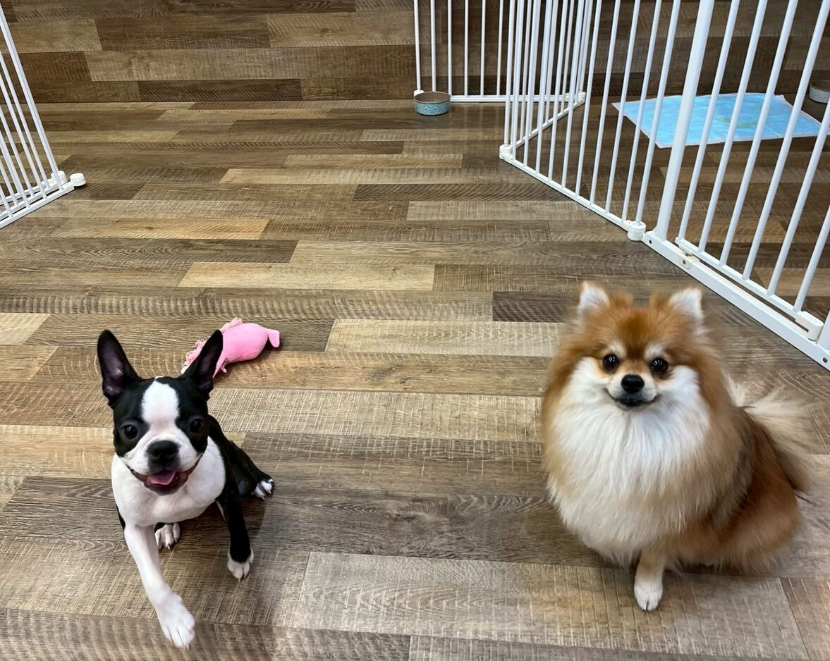 本日の幼稚園、park、ホテルのご様子です🐶