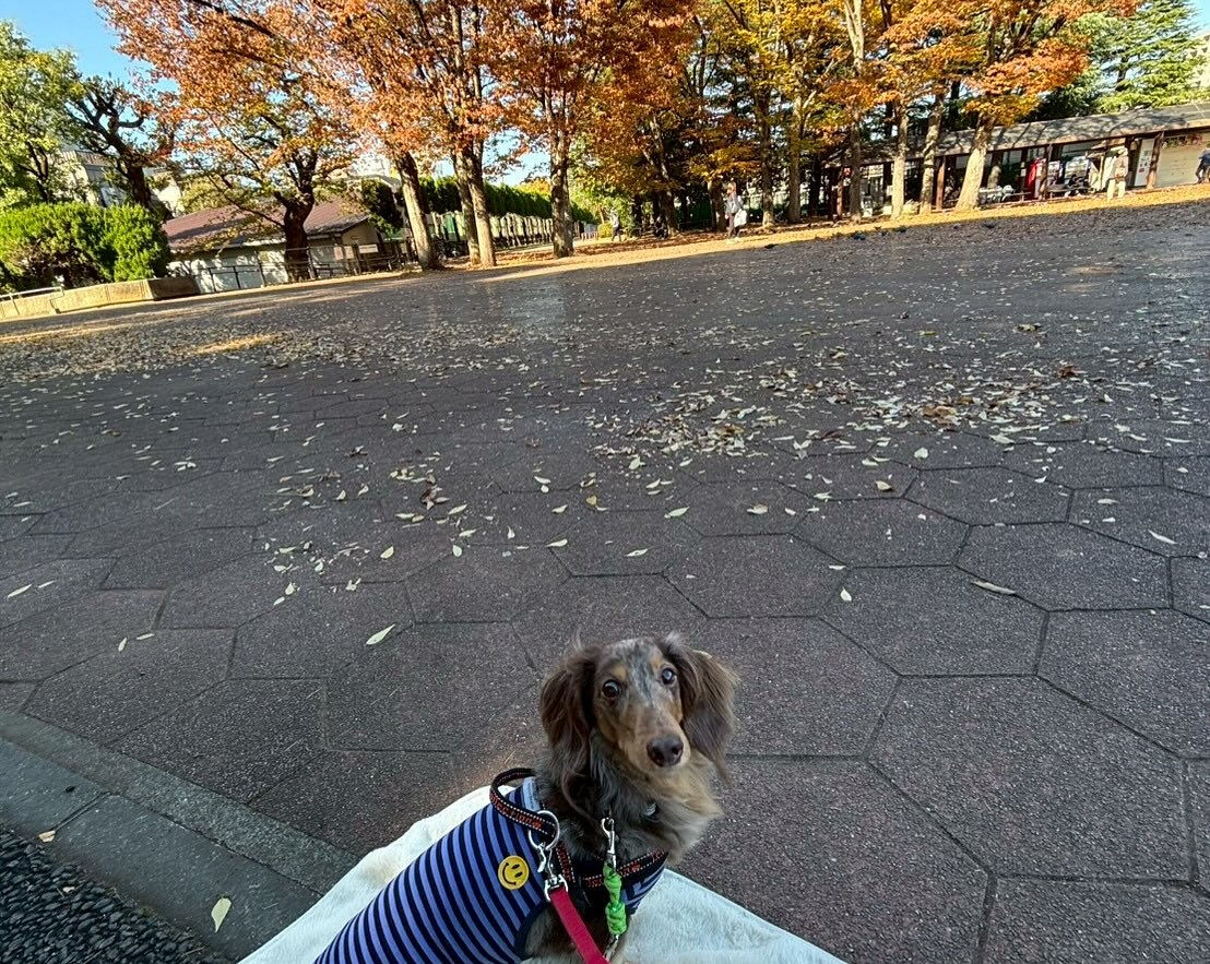 本日の幼稚園、park、ホテルのご様子です🐶