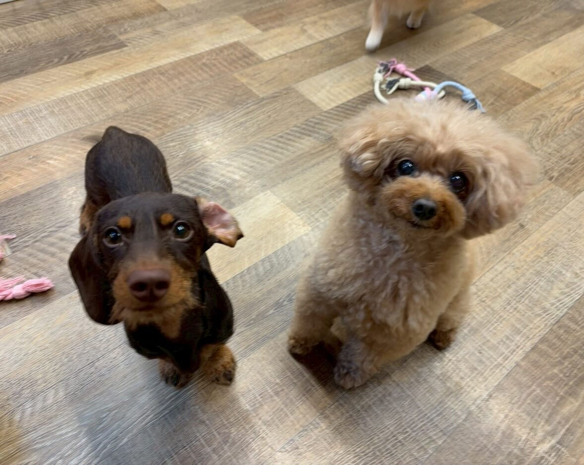 本日の幼稚園、park、ホテルのご様子です🐶