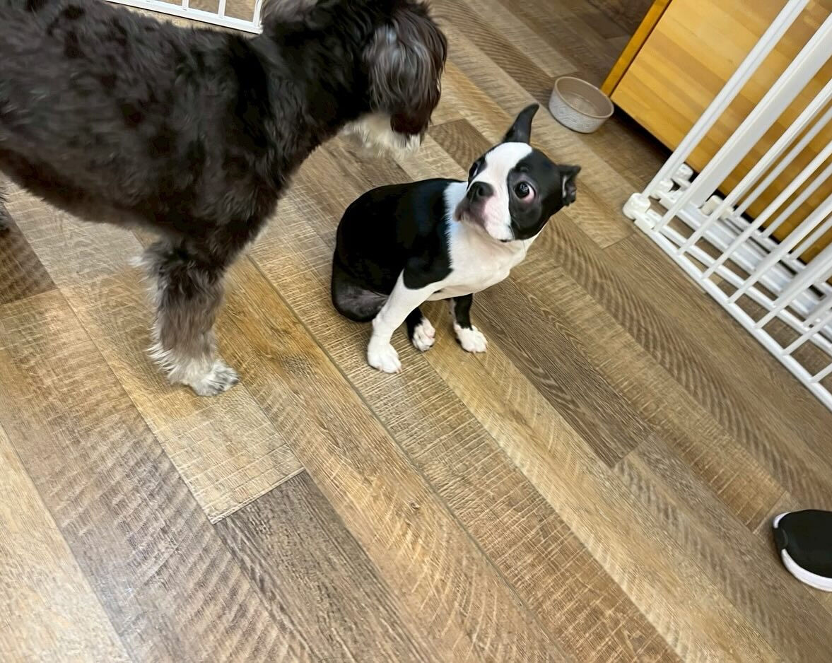 本日の幼稚園、park、ホテルのご様子です🐶