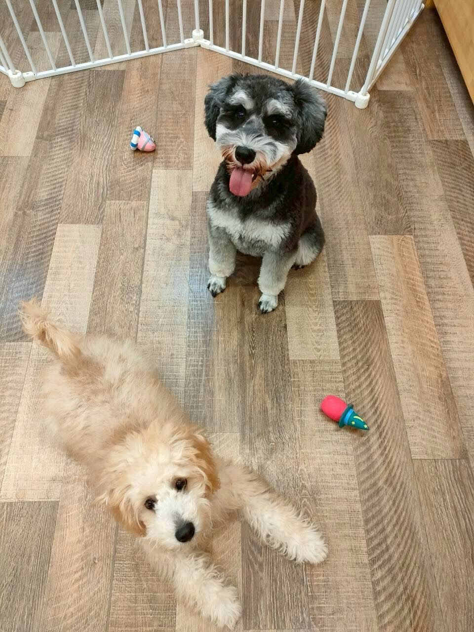 本日の様子です🐶💕