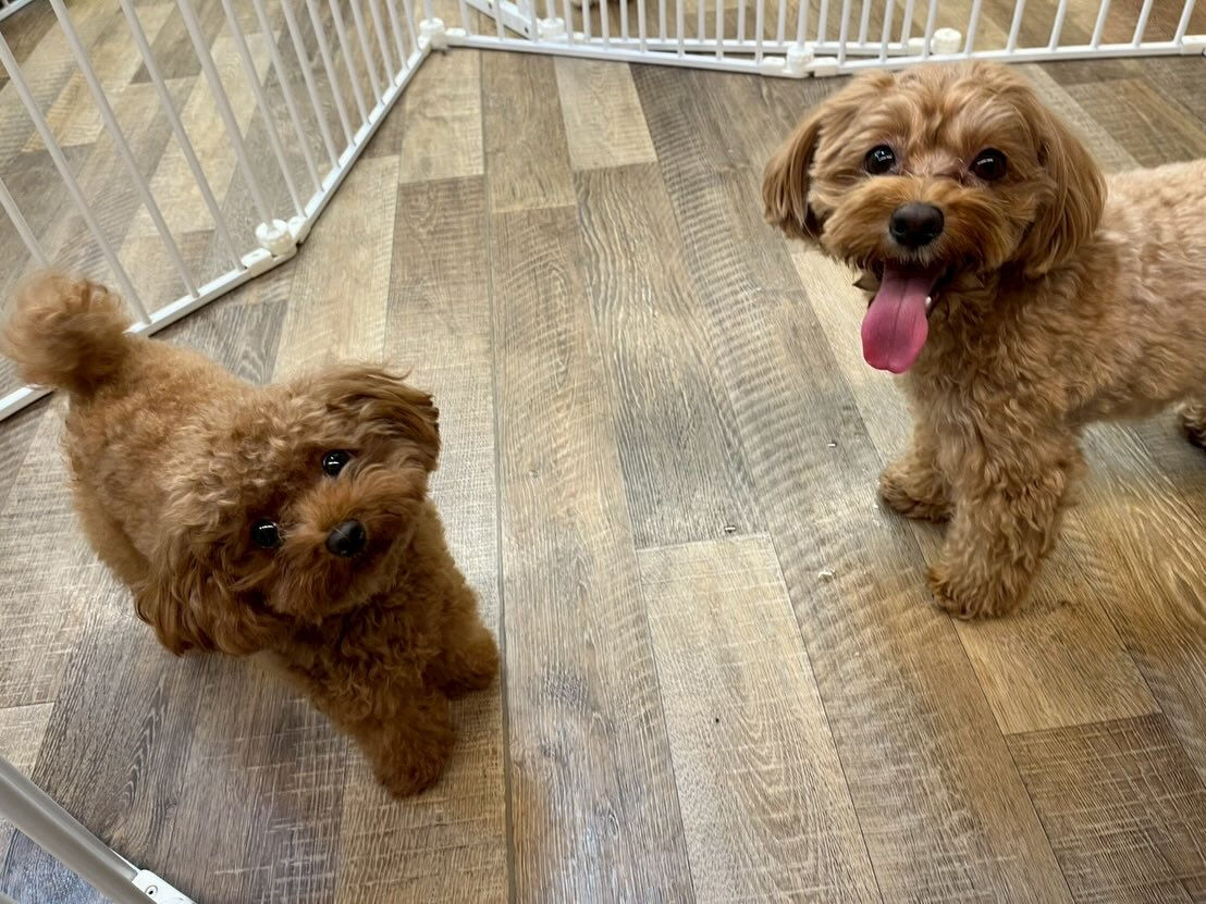 本日の様子です🐶💕