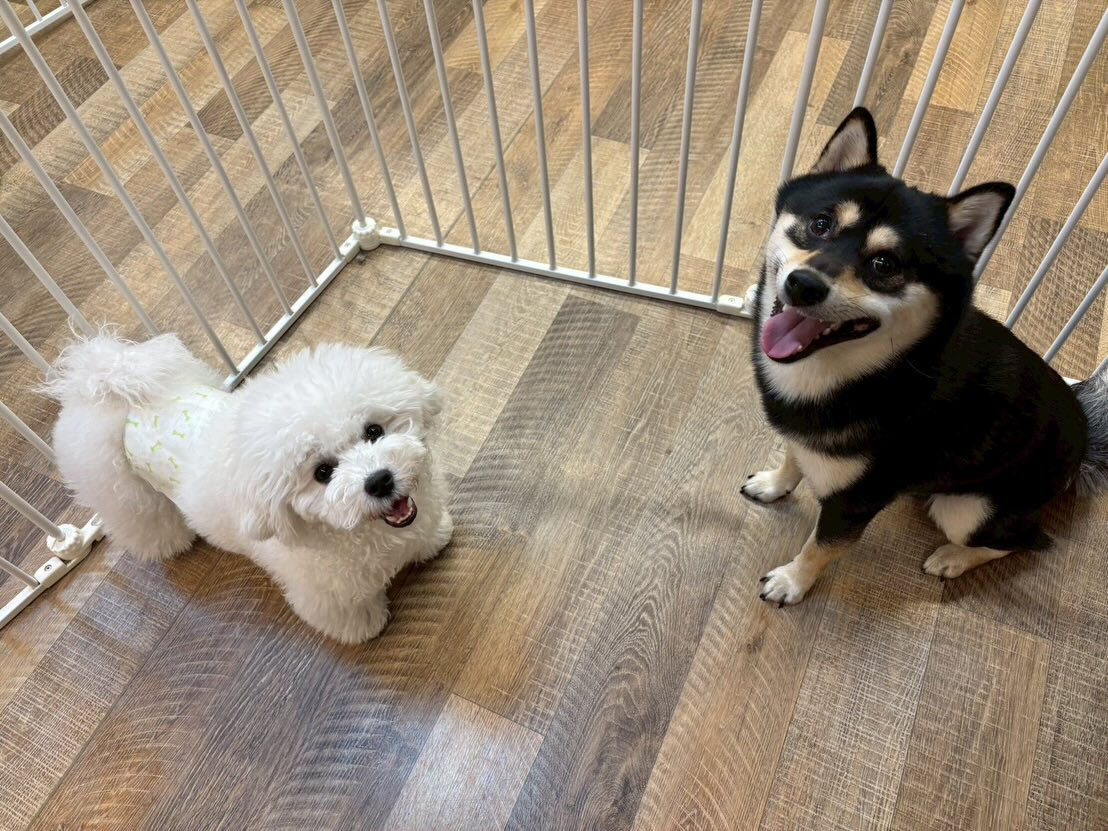 本日の様子です🐶💕