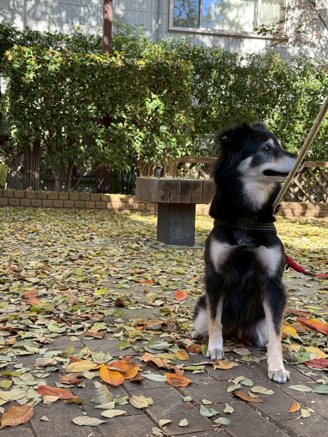 本日の様子です🐶💕