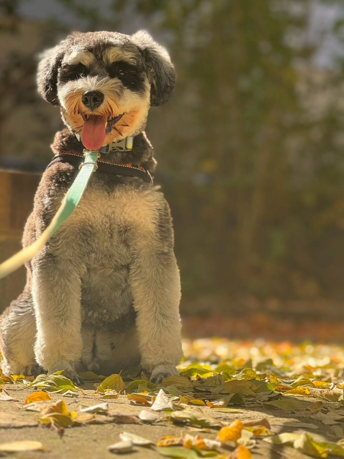 本日の様子です🐶💕