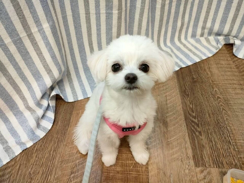 本日の様子です🐶💕