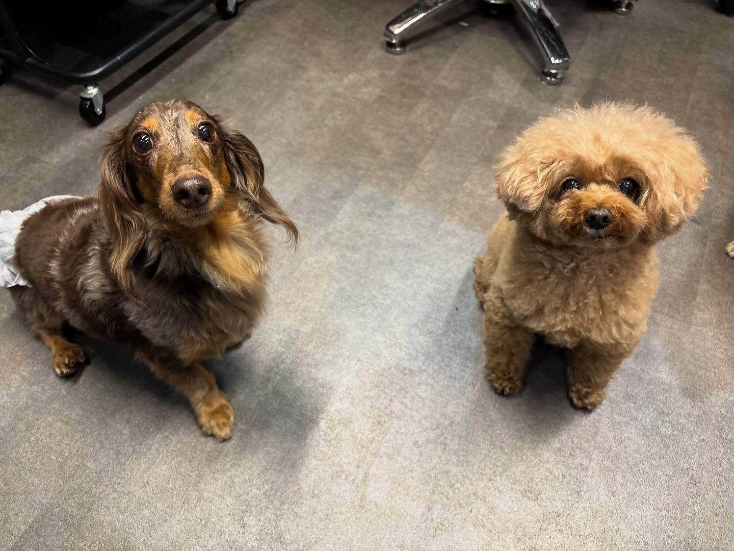 本日の様子です🐶💕