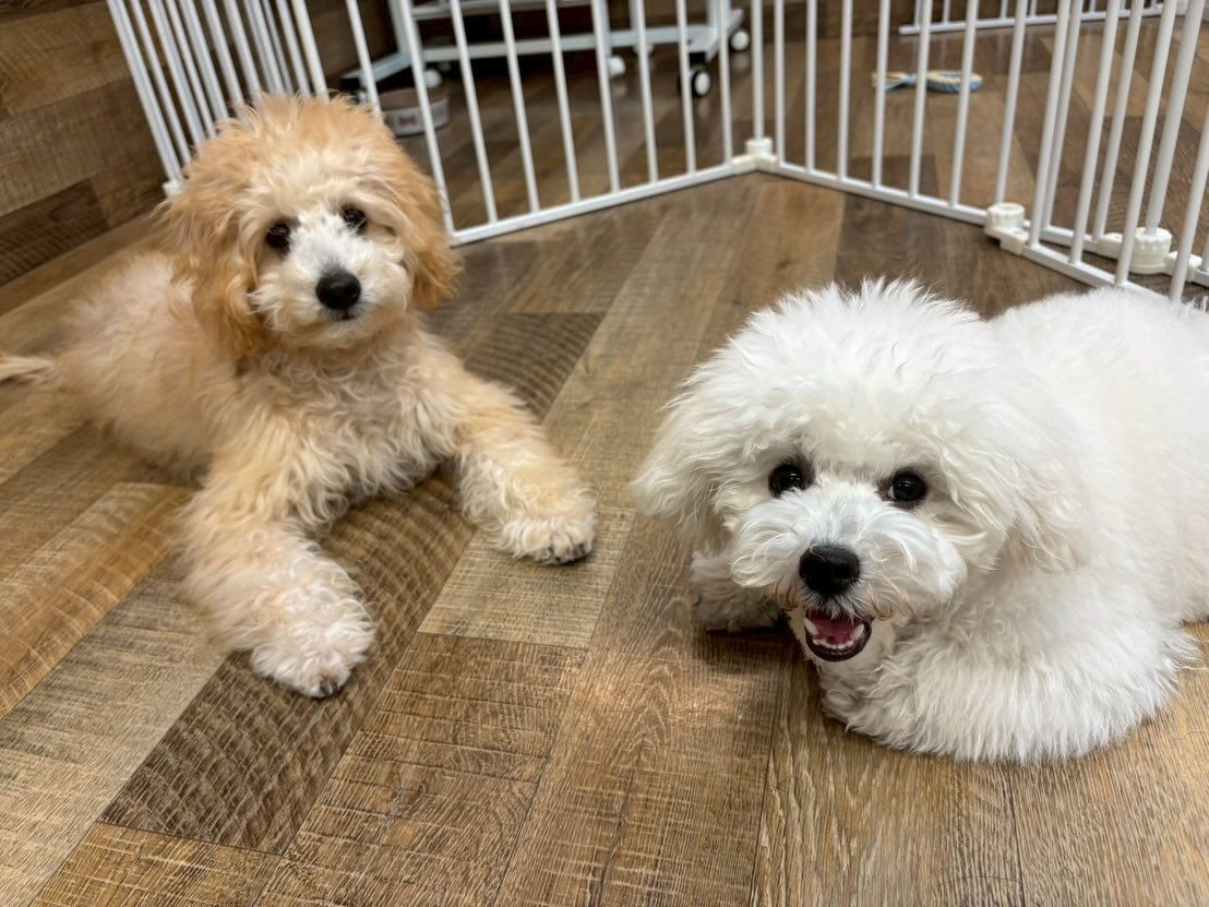 本日の様子です🐶💕