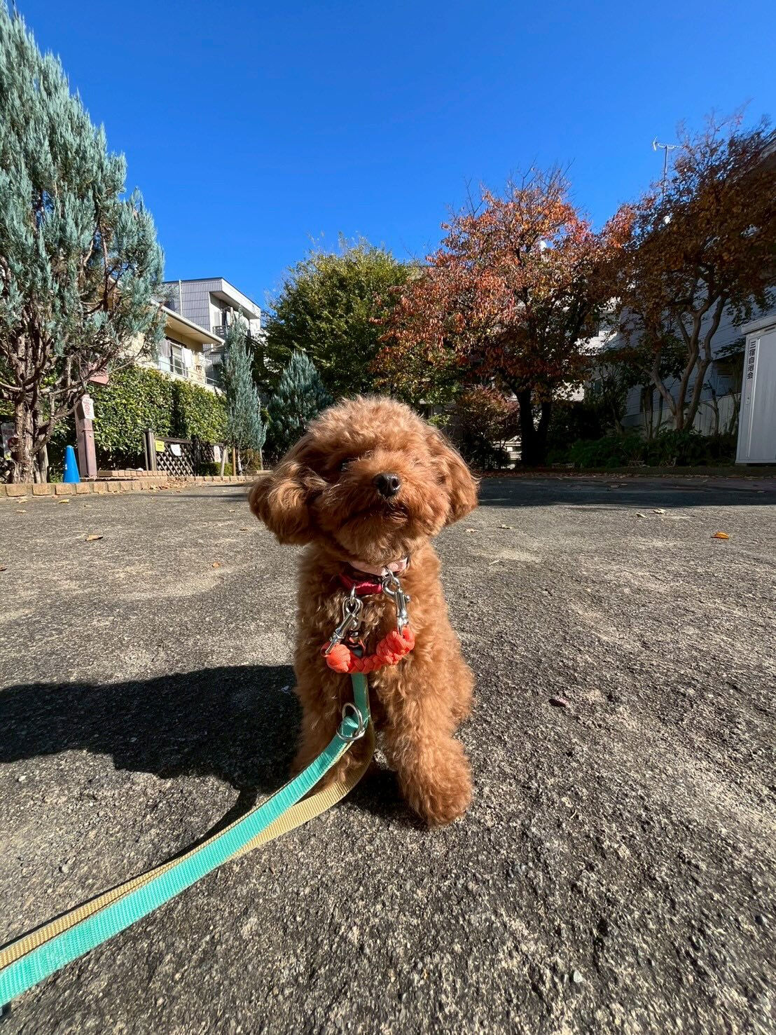 本日の様子です🐶💕