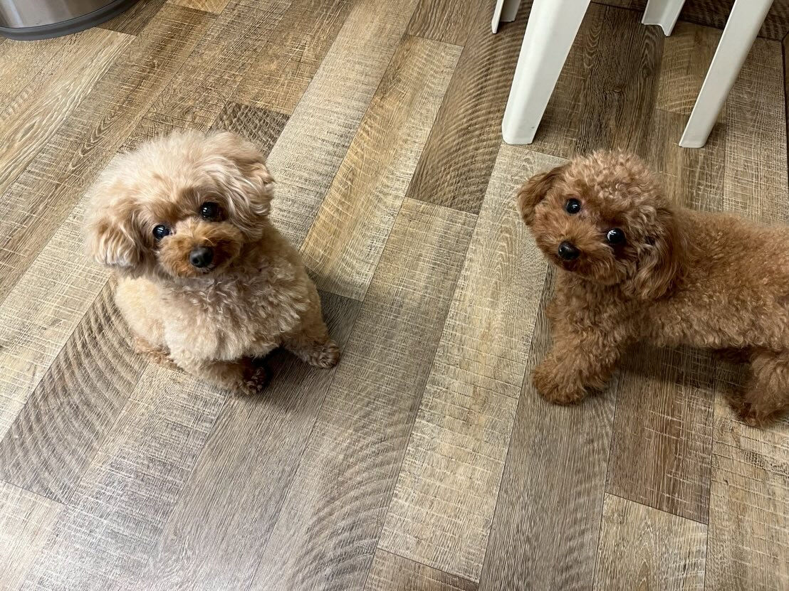 本日の様子です🐶💕