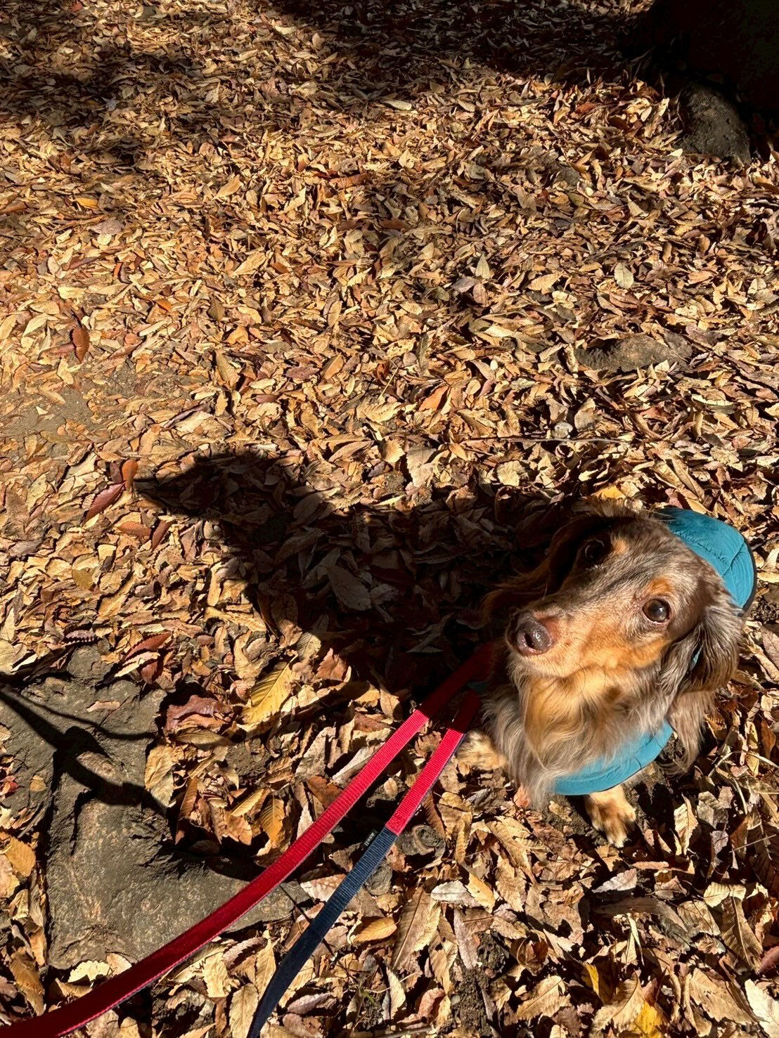 本日の様子です🐶💕