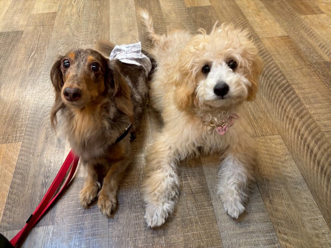 本日の様子です🐶💕