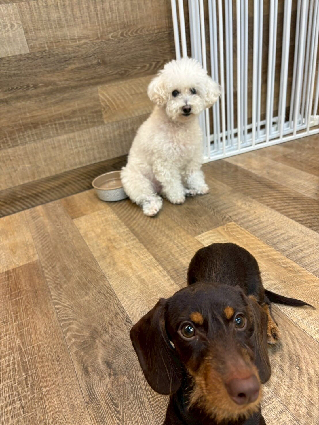 本日の様子です🐶💕