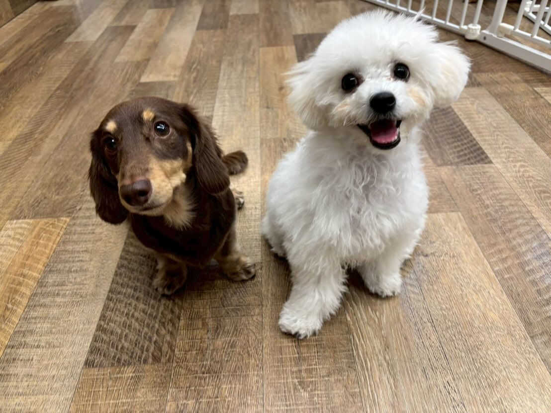 本日の様子です🐶💕
