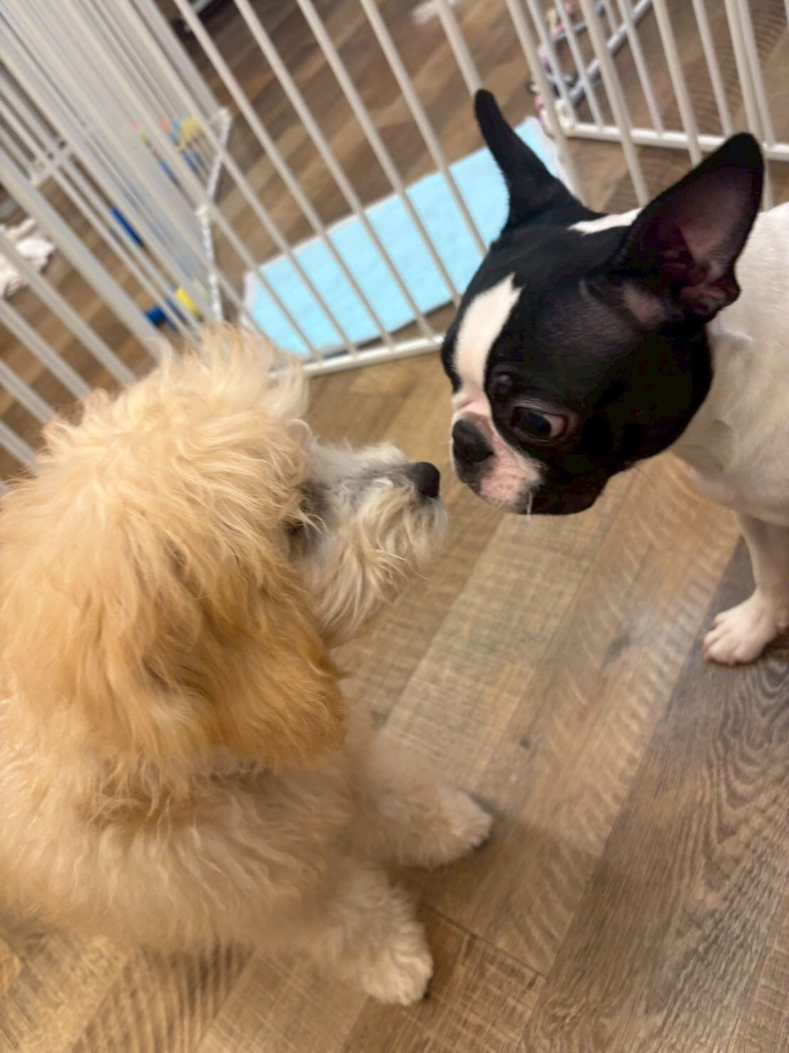 本日の様子です🐶💕