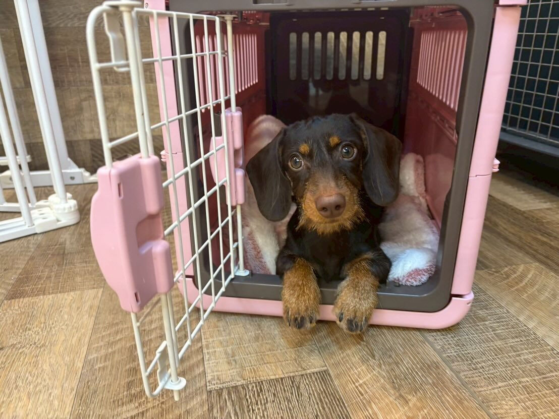 本日の様子です🐶💕