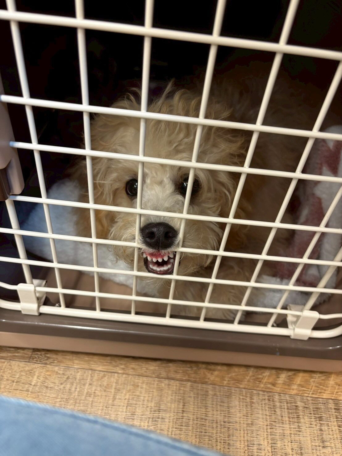 本日の様子です🐶💕