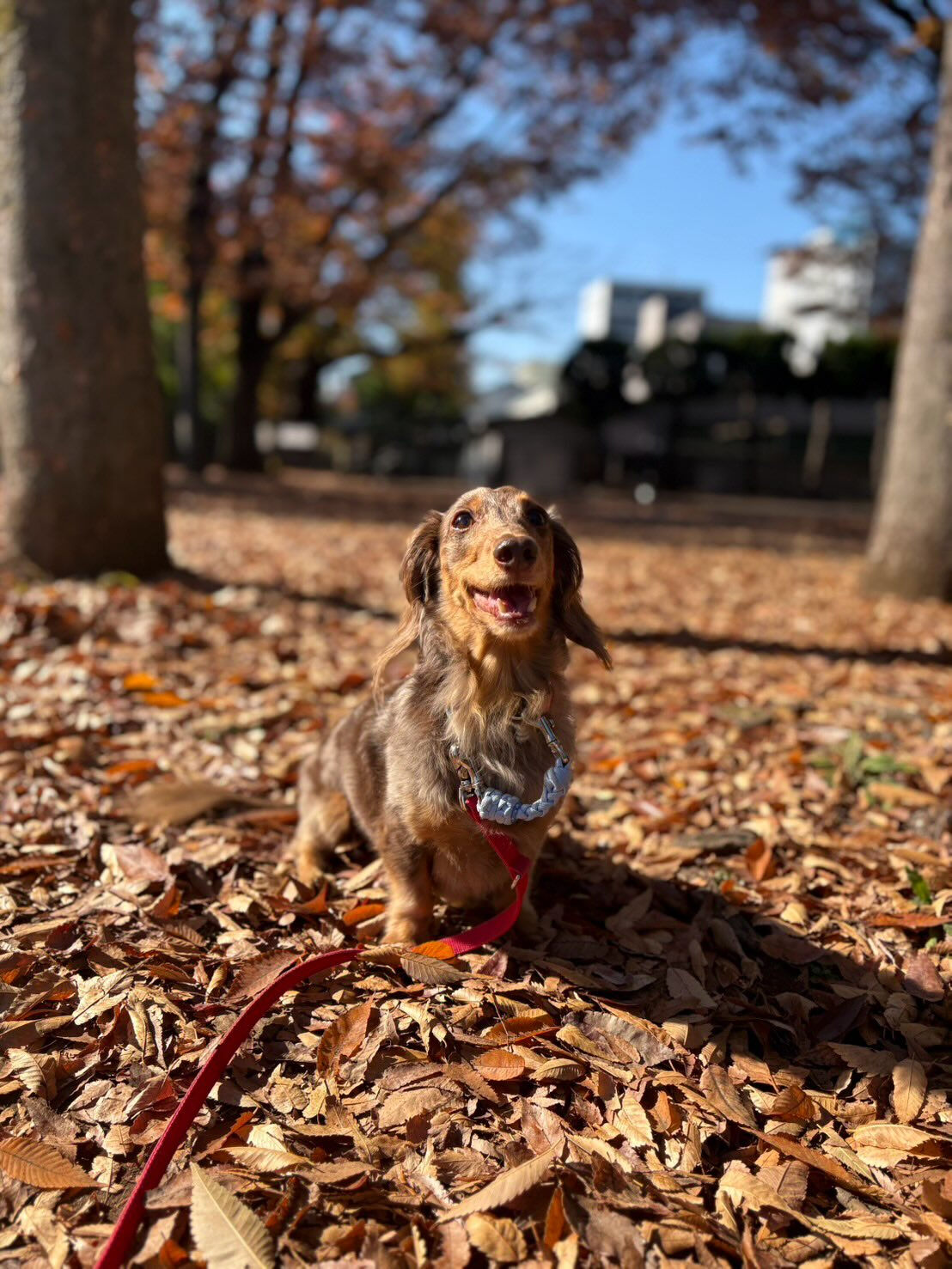 本日の幼稚園parkの様子です🐾