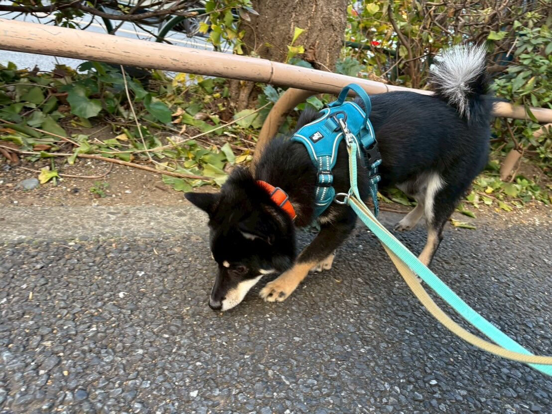 本日の幼稚園parkの様子です🐾