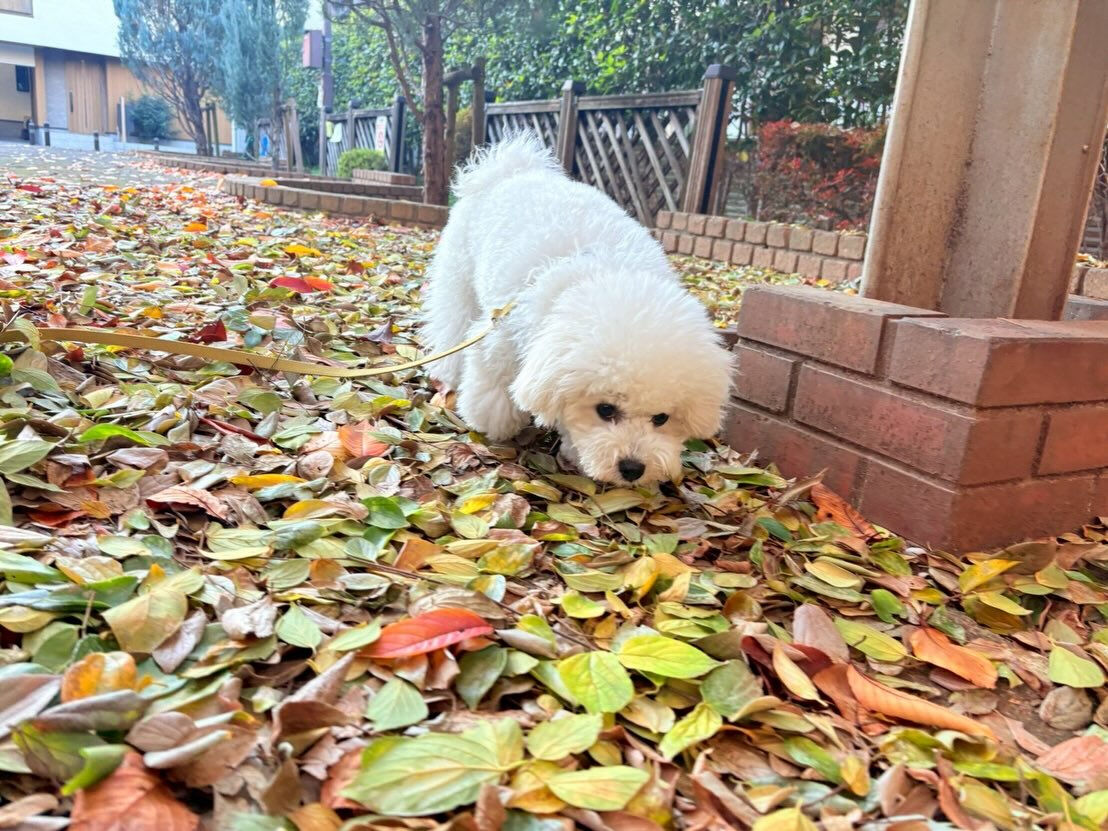 本日の幼稚園parkの様子です🐾