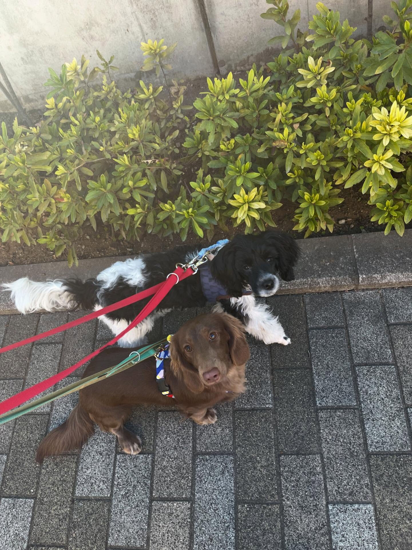 本日の幼稚園parkの様子です🐾