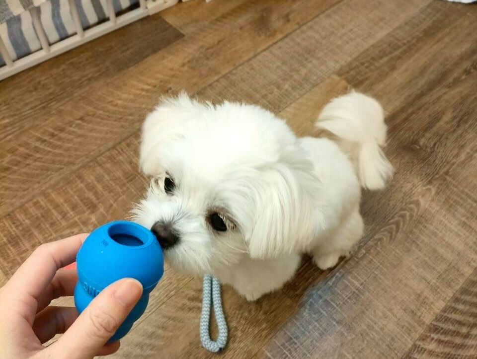 本日の幼稚園parkの様子です🐾