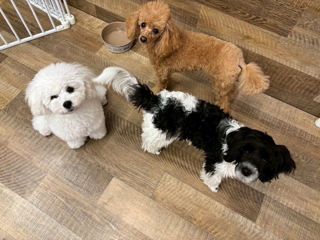 本日の様子です🐶💕