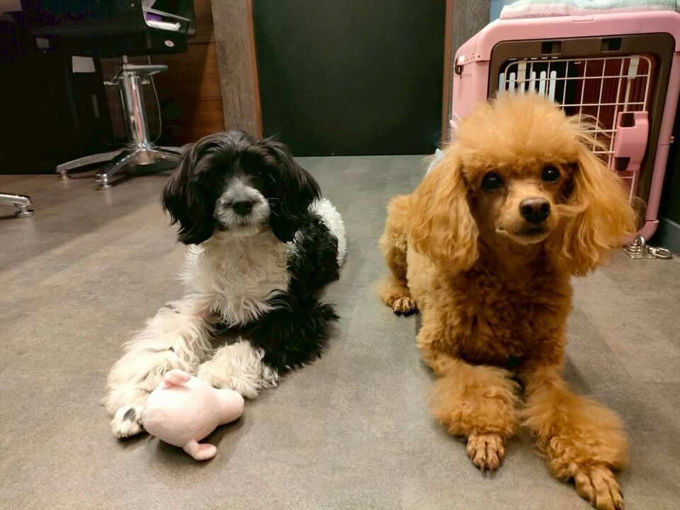 本日の様子です🐶💕