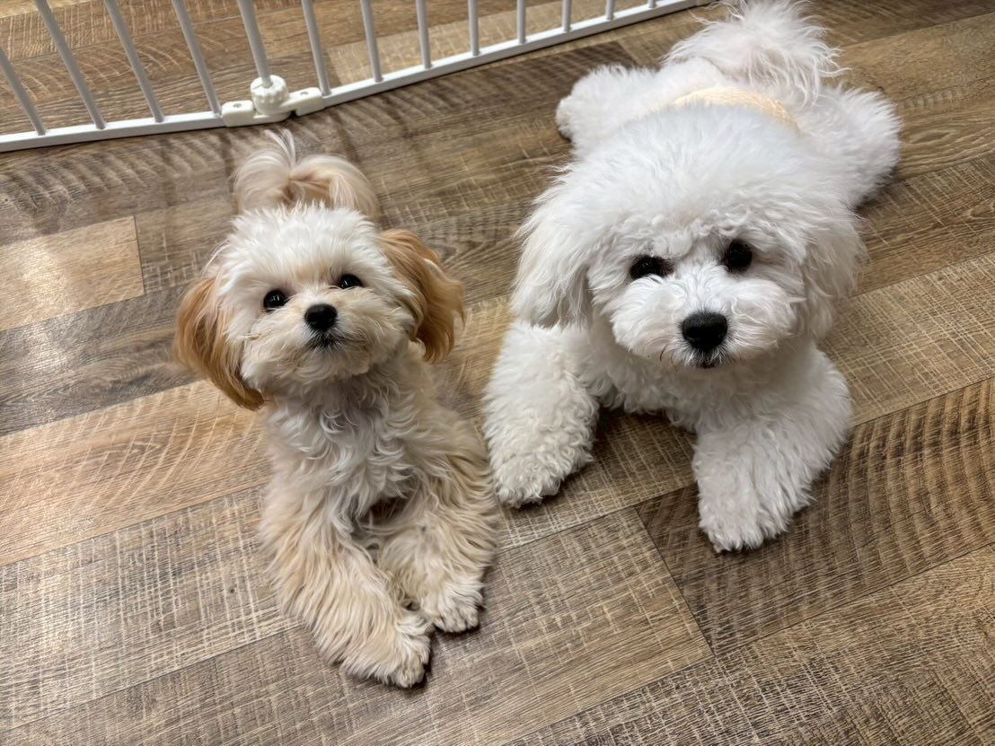 本日の様子です🐶💕