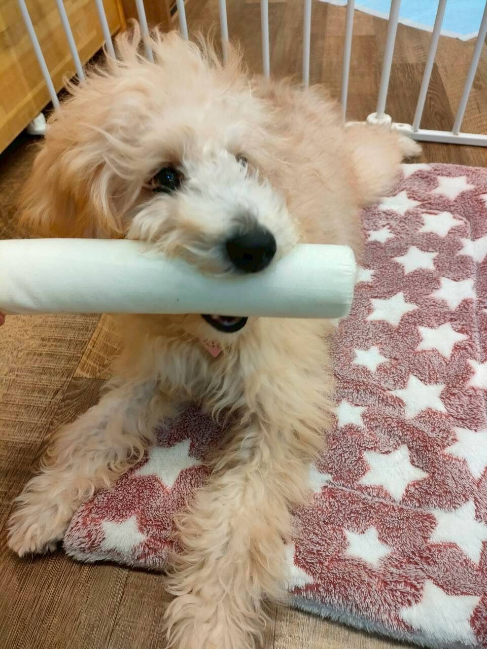 本日の様子です🐶💕