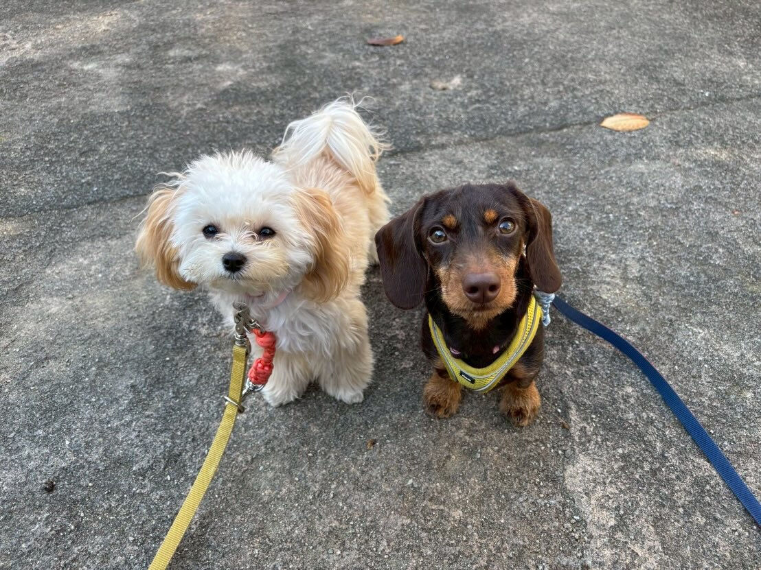 本日の様子です🐶💕