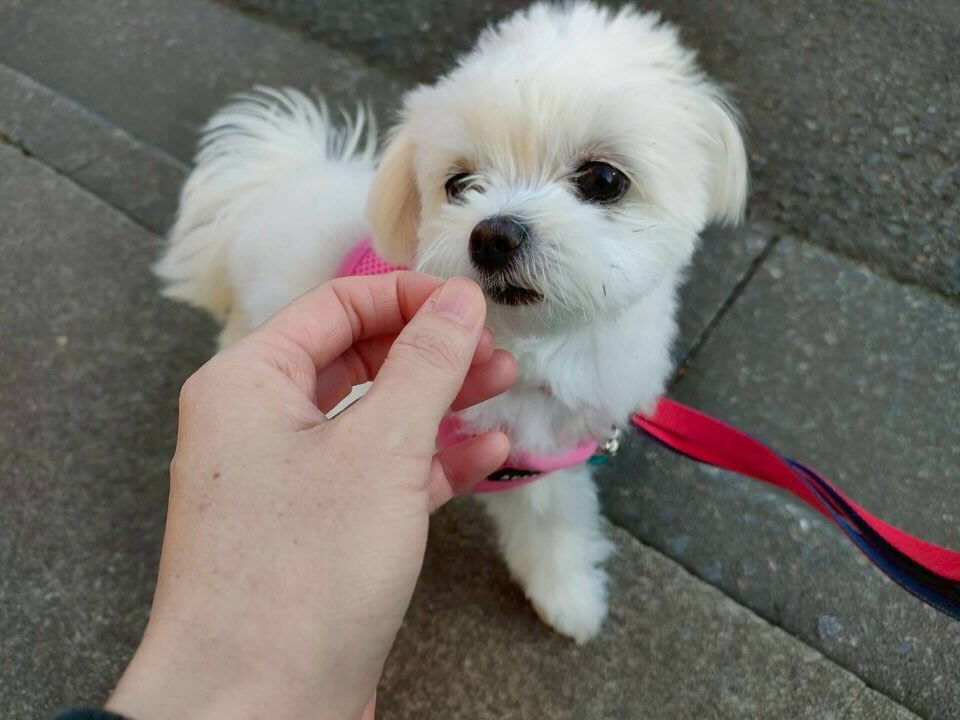 本日の様子です🐶💕