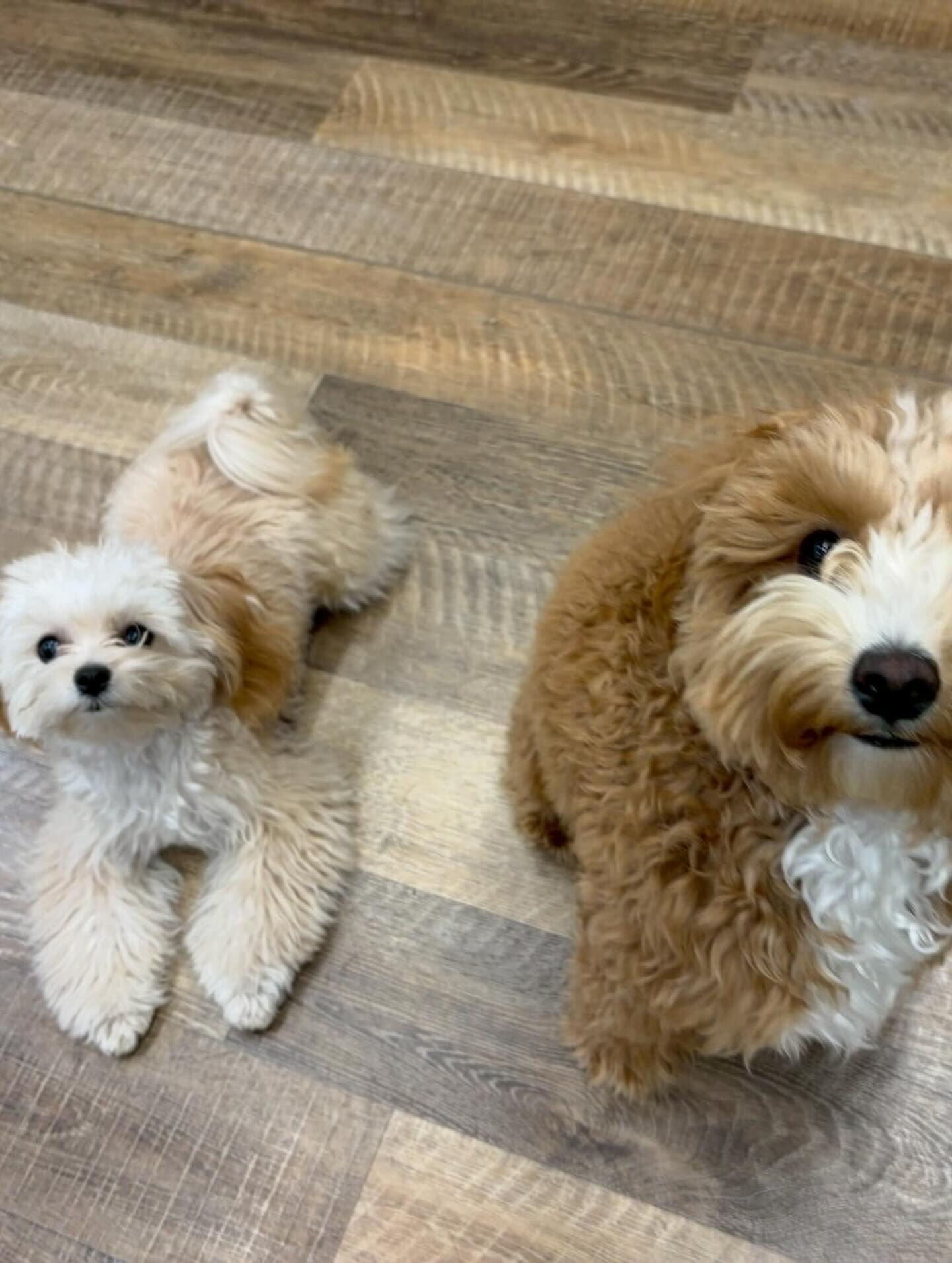 本日の様子です🐶💕