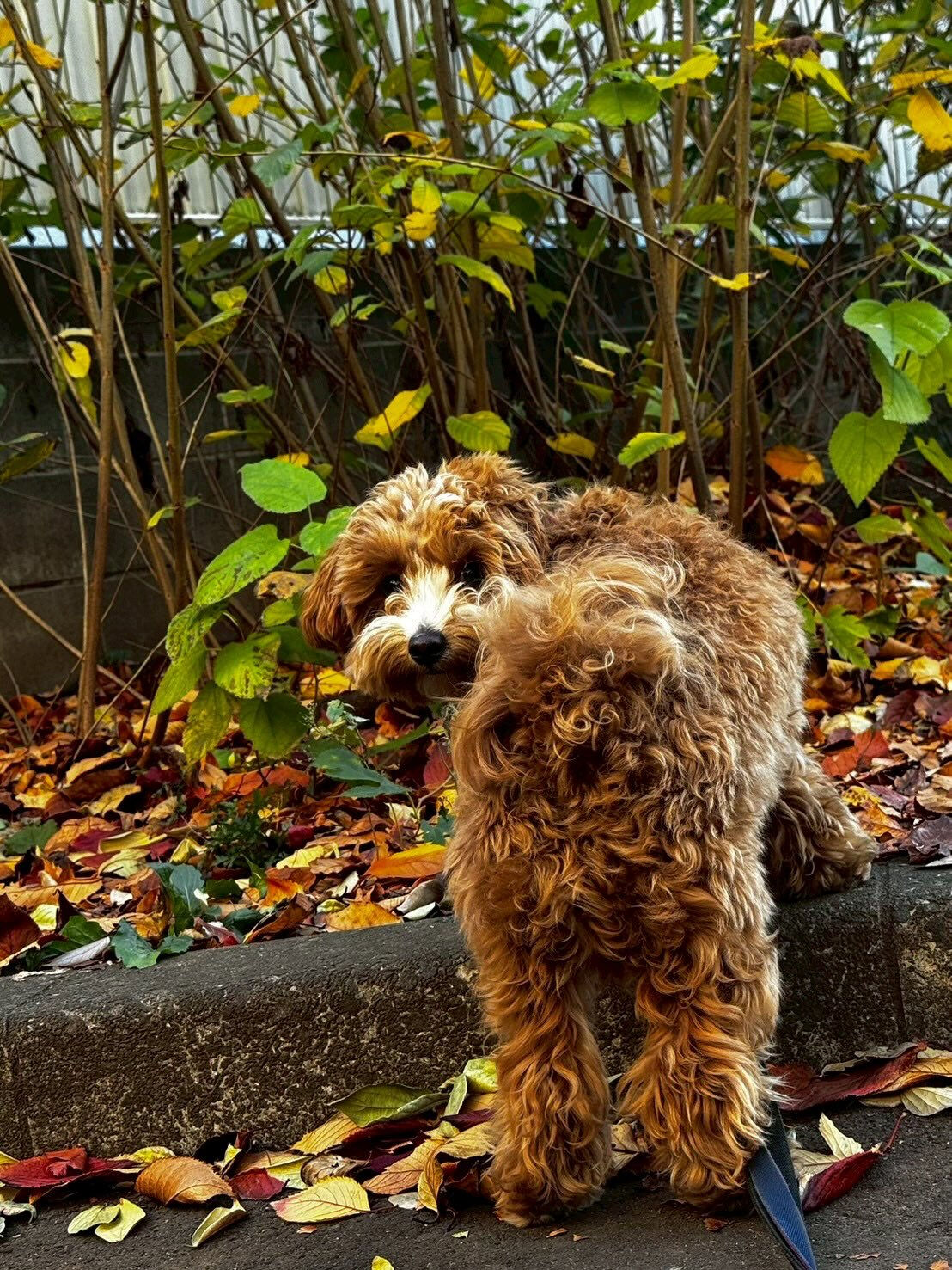 本日の様子です🐶💕