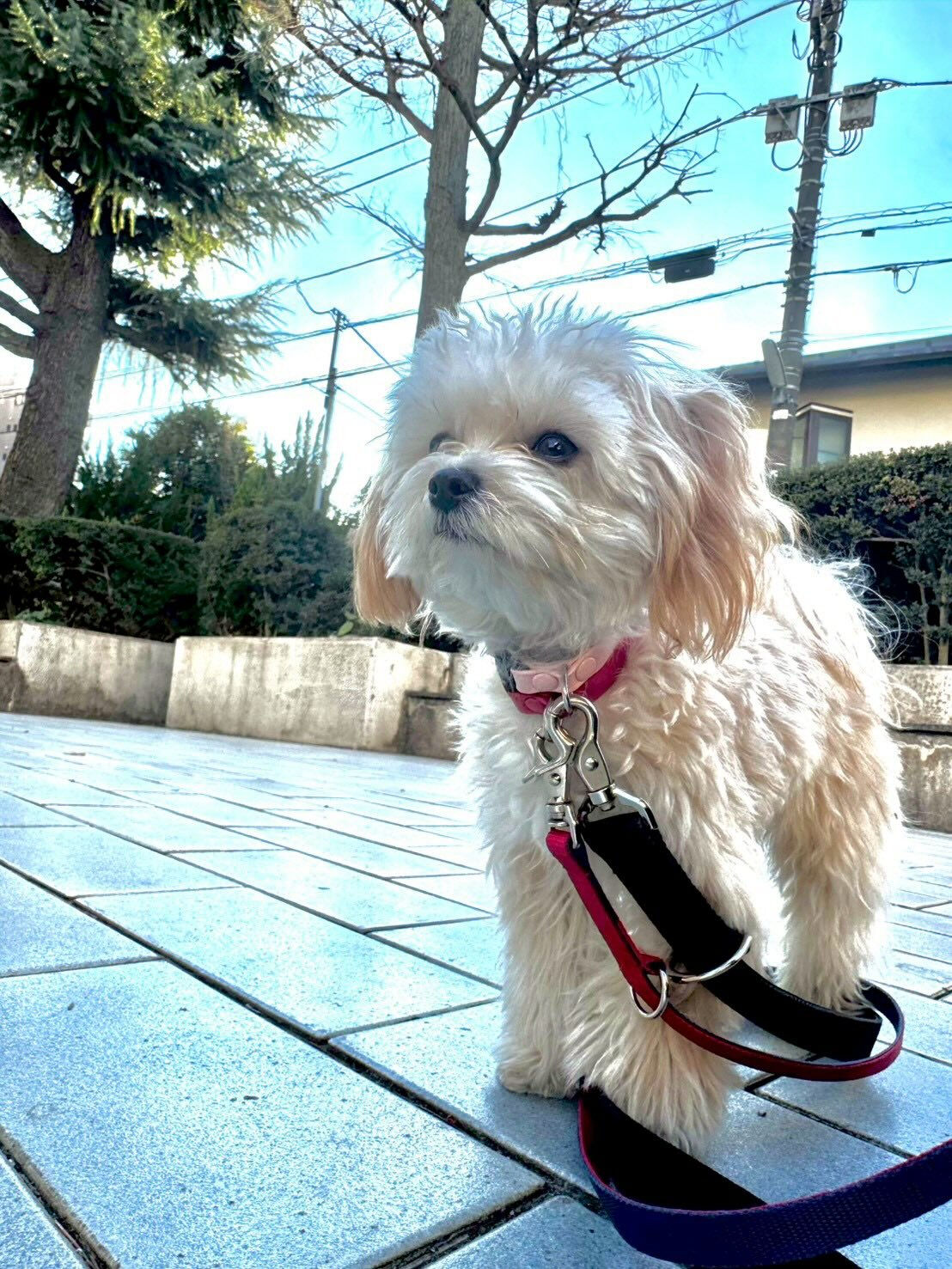 本日の様子です🐶💕