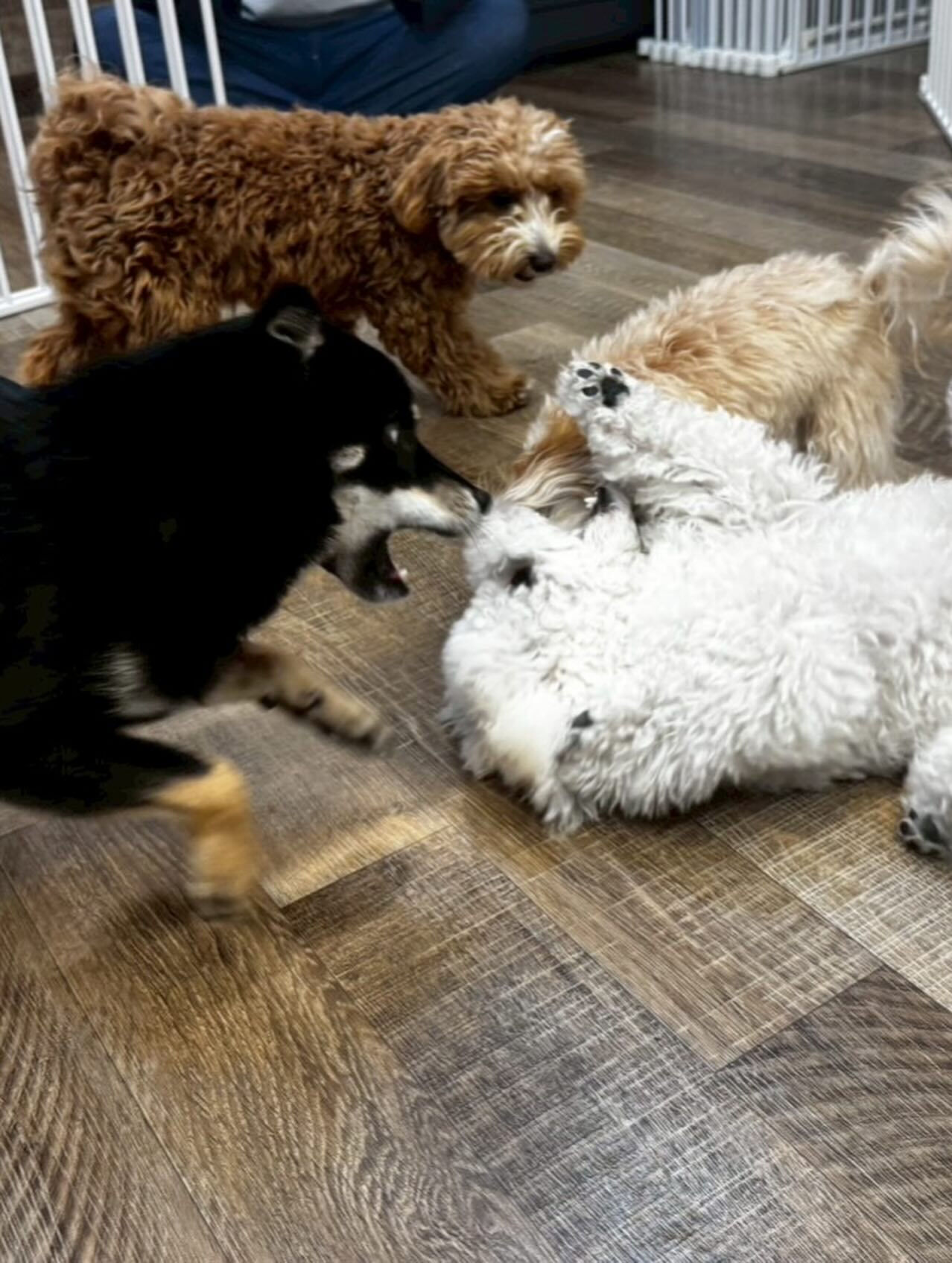 本日の様子です🐶💕