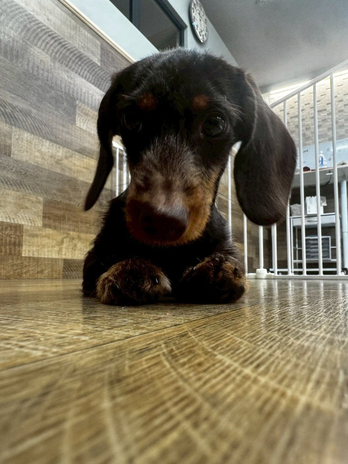 本日の様子です🐶💕