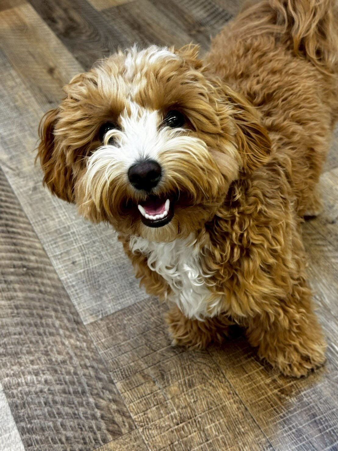 本日の様子です🐶💕