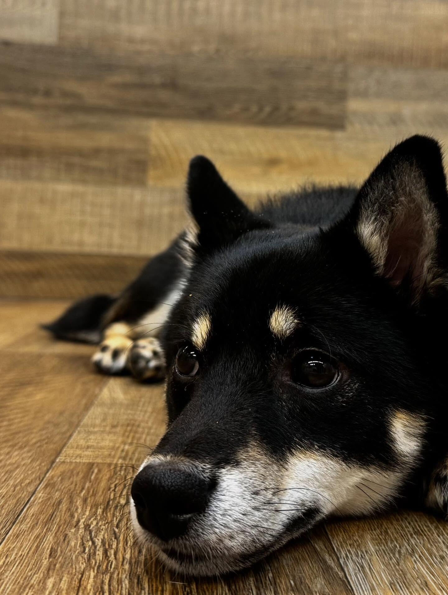 本日の様子です🐶💕