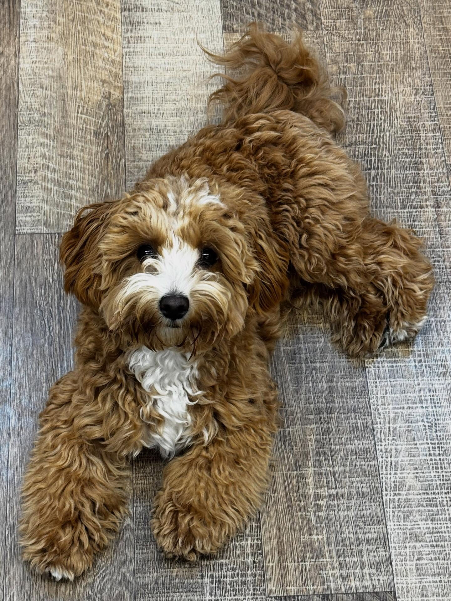 本日の様子です🐶💕